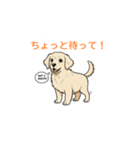 子犬の英語教師（個別スタンプ：7）