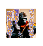 【ヴァイオリン】を演奏するゴリラさん（個別スタンプ：24）