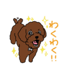 トイプードルのお豆ちゃんスタンプ（個別スタンプ：4）