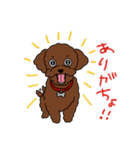 トイプードルのお豆ちゃんスタンプ（個別スタンプ：9）
