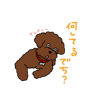 トイプードルのお豆ちゃんスタンプ（個別スタンプ：10）