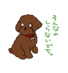 トイプードルのお豆ちゃんスタンプ（個別スタンプ：11）