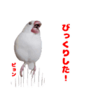 白文鳥スタンプ2（個別スタンプ：1）