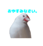 白文鳥スタンプ2（個別スタンプ：2）