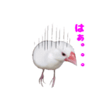 白文鳥スタンプ2（個別スタンプ：4）
