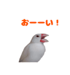白文鳥スタンプ2（個別スタンプ：7）