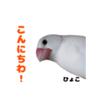 白文鳥スタンプ2（個別スタンプ：14）