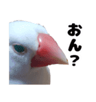 白文鳥スタンプ2（個別スタンプ：16）