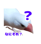 白文鳥スタンプ2（個別スタンプ：17）