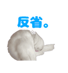白文鳥スタンプ2（個別スタンプ：19）