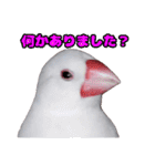 白文鳥スタンプ2（個別スタンプ：23）