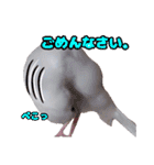 白文鳥スタンプ2（個別スタンプ：24）
