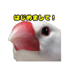 白文鳥スタンプ2（個別スタンプ：25）
