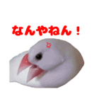 白文鳥スタンプ2（個別スタンプ：26）