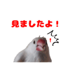 白文鳥スタンプ2（個別スタンプ：29）
