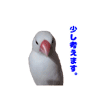 白文鳥スタンプ2（個別スタンプ：30）