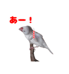 白文鳥スタンプ2（個別スタンプ：31）