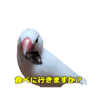 白文鳥スタンプ2（個別スタンプ：33）