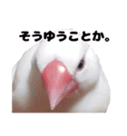 白文鳥スタンプ2（個別スタンプ：35）