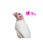 白文鳥スタンプ2（個別スタンプ：36）