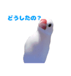 白文鳥スタンプ2（個別スタンプ：40）
