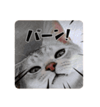 るどたび。（個別スタンプ：22）