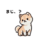 ほっこり柴犬兄弟！（個別スタンプ：2）