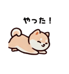 ほっこり柴犬兄弟！（個別スタンプ：16）