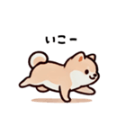 ほっこり柴犬兄弟！（個別スタンプ：17）