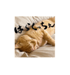 yocco baba（関川村弁②チビバージョン）（個別スタンプ：1）