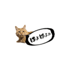 yocco baba（関川村弁②チビバージョン）（個別スタンプ：7）