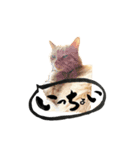 yocco baba（関川村弁②チビバージョン）（個別スタンプ：13）