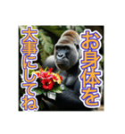 【母の日と父の日】お祝いするゴリラさん（個別スタンプ：19）