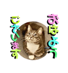 はなちゃんもいっしょに…Vol.1（個別スタンプ：1）