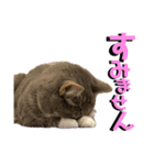はなちゃんもいっしょに…Vol.1（個別スタンプ：7）
