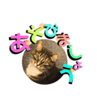 はなちゃんもいっしょに…Vol.1（個別スタンプ：10）