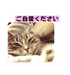 はなちゃんもいっしょに…Vol.1（個別スタンプ：14）