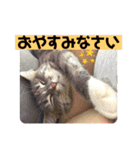 はなちゃんもいっしょに…Vol.1（個別スタンプ：16）