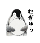 ペンギンChill1（個別スタンプ：28）