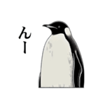ペンギンChill1（個別スタンプ：29）