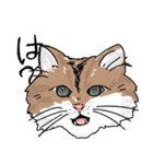 我が家の猫メルちゃん（個別スタンプ：39）