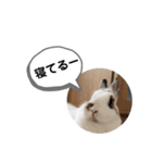 堂々こそ、うさぎ様（個別スタンプ：7）