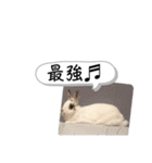 堂々こそ、うさぎ様（個別スタンプ：21）