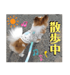 チワワのレイくんスタンプ（個別スタンプ：5）
