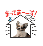 チワワのレイくんスタンプ（個別スタンプ：7）