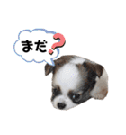 チワワのレイくんスタンプ（個別スタンプ：10）