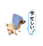 チワワのレイくんスタンプ（個別スタンプ：11）