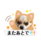 チワワのレイくんスタンプ（個別スタンプ：12）