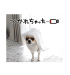 チワワのレイくんスタンプ（個別スタンプ：13）