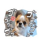 チワワのレイくんスタンプ（個別スタンプ：26）